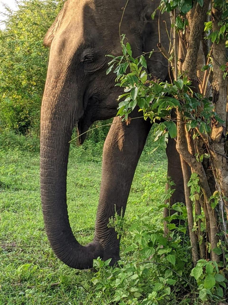 Nice View Safari Villa อุดาวาลาเว ภายนอก รูปภาพ